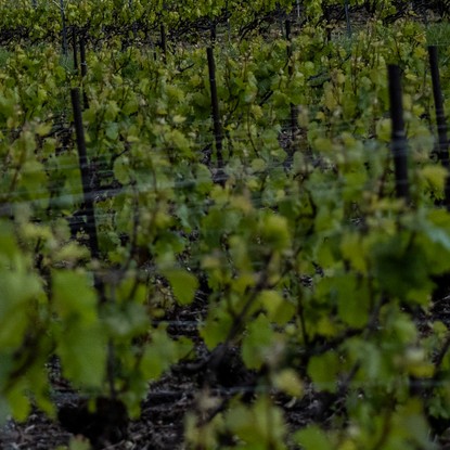 Cover image: Holiday rental Nogent-l'Abbesse : Gîte au Cœur des Vignes near Reims
