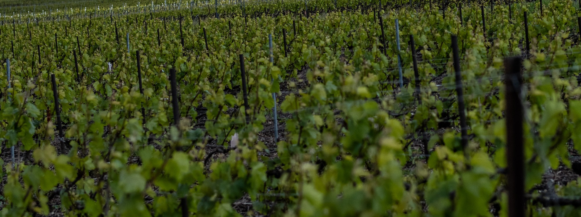 Image de couverture : Location Vacances Nogent-l'Abbesse : Gîte au Cœur des Vignes près de Reims