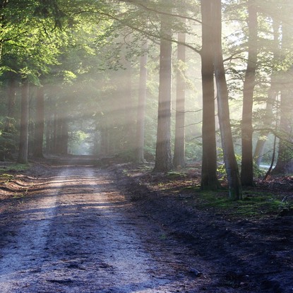 Vue sur les chemins forestiers à Bar sur Aube 10 Aube