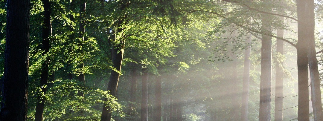 Vue sur les chemins forestiers à Bar sur Aube 10 Aube