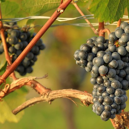 Vue sur les vignes à Landreville 10 Aube
