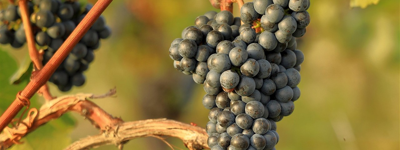 Vue sur les vignes à Landreville 10 Aube