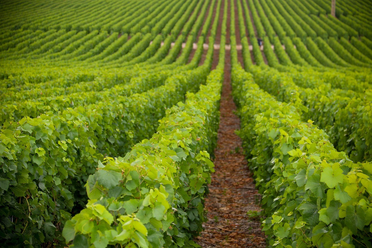 Vue sur les vignes à Chouilly 51 Marne