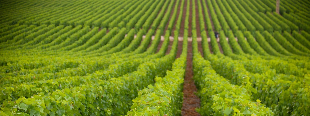 Vue sur les vignes à Chouilly 51 Marne