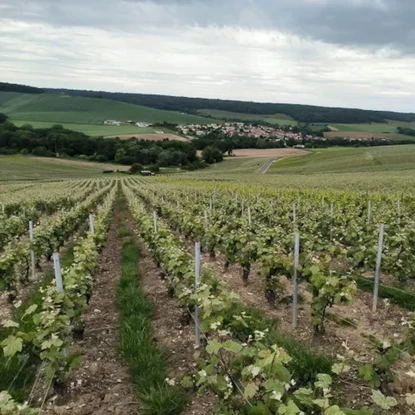 Vue du vignobles à le Breuil 51 Marne