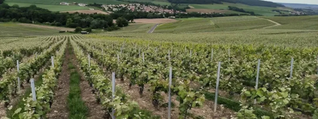 Vue du vignobles à le Breuil 51 Marne
