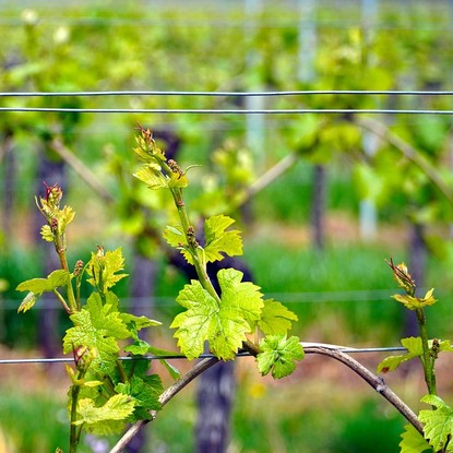 Vue des vignes à Bouzy 51 Marne