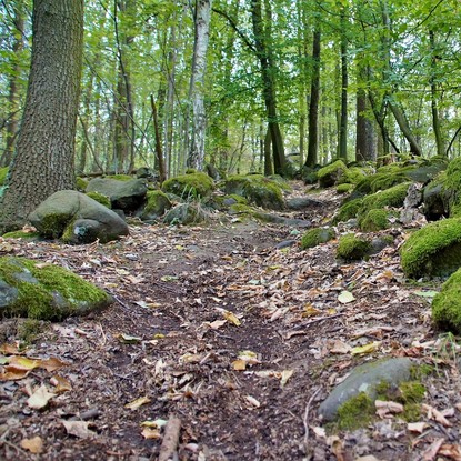 Vue chemin foret à Unchair 51 Marne