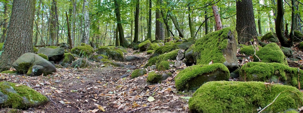 Vue chemin foret à Unchair 51 Marne