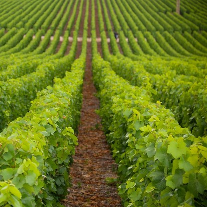 Vue des vignes à Vaudemange 51 Marne