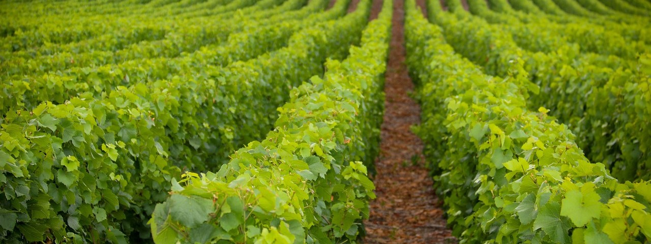 Vue des vignes à Vaudemange 51 Marne
