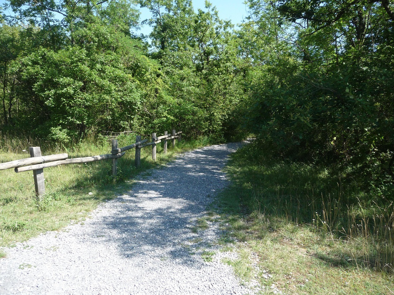 Vue chemin foret Saint-Benoît-sur-Seine 10 Aube