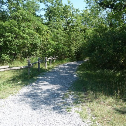 Vue chemin foret Saint-Benoît-sur-Seine 10 Aube