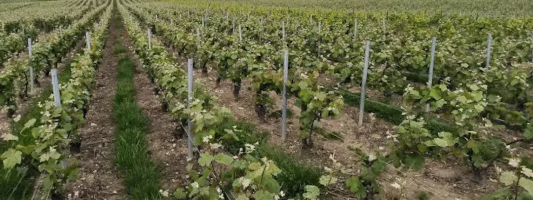 Image de couverture : Locations de vacances à Blancs-Coteaux (51130)