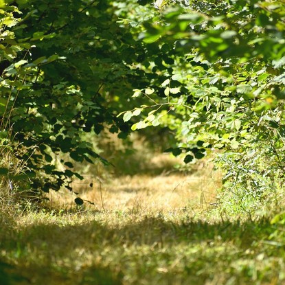 Sous bois et foret à Villers-en-Argonne 51 Marne