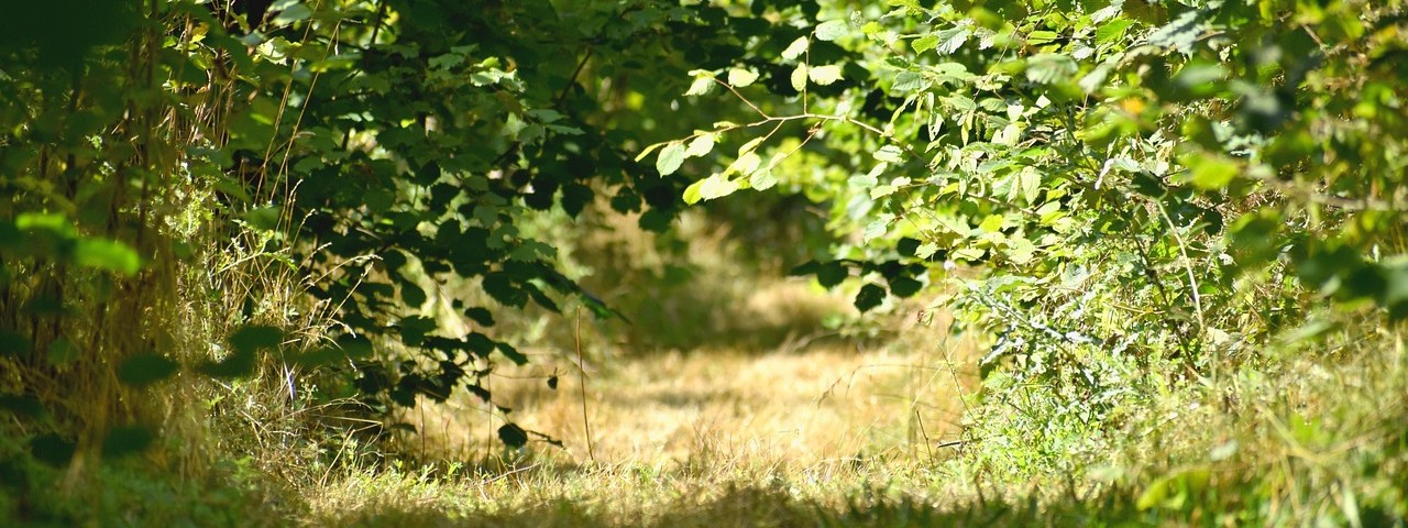 Sous bois et foret à Villers-en-Argonne 51 Marne