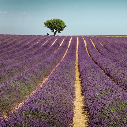 Image de couverture : Le Plateau de Valensole