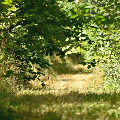 Vue de la foret à Nanteuil-la-Forêt Marne 51