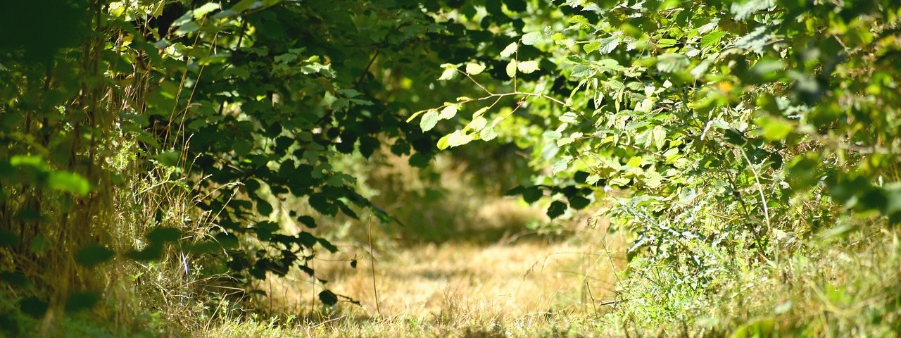 Vue de la foret à Nanteuil-la-Forêt Marne 51
