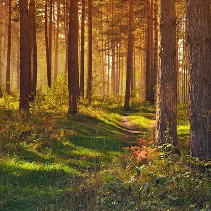 Vue sur la foret à Isles-sur-Suippe 51 Marne
