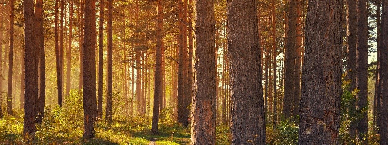 Vue sur la foret à Isles-sur-Suippe 51 Marne