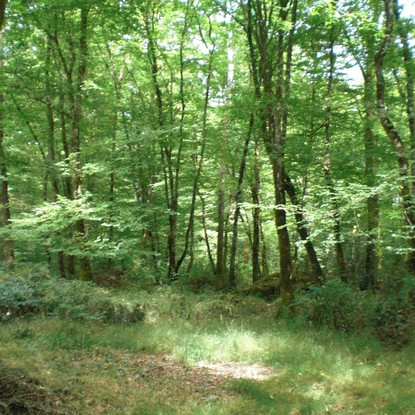 Cover image: Explorez la Forêt du Gâvre en Loire-Atlantique