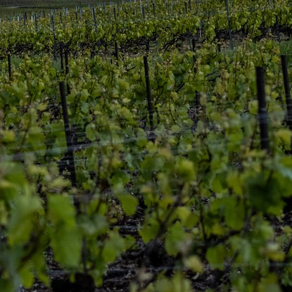 Vue de fleury la rivière en champagne marne 51