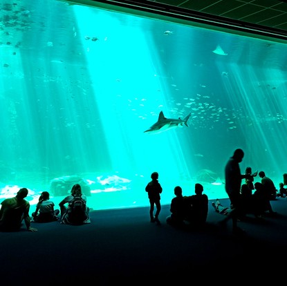 Cover image: Aquarium Nausicaá à Boulogne-sur-Mer : explorez les mondes marins