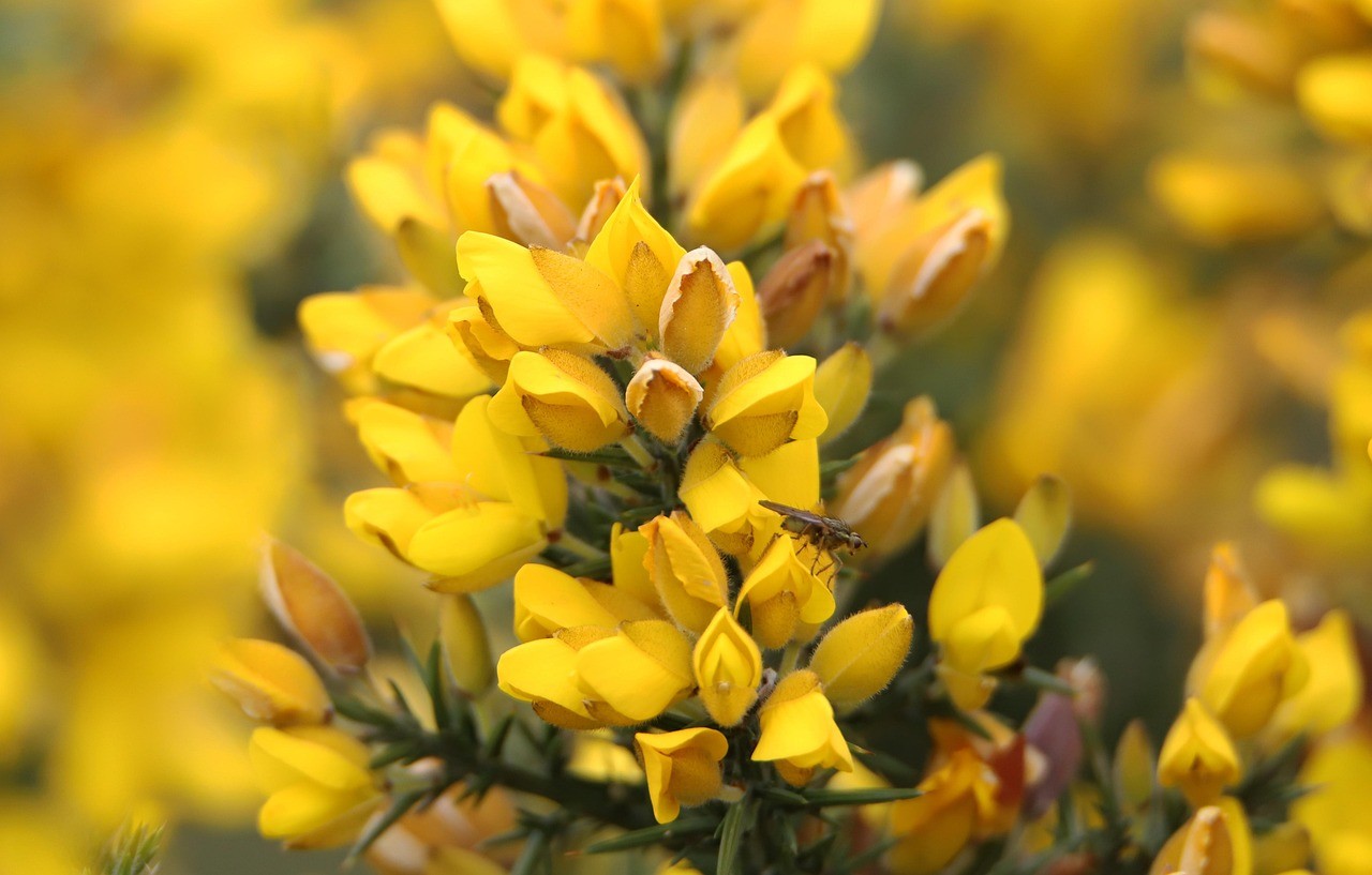 Ajoncs, Bretagne, Lanmodez