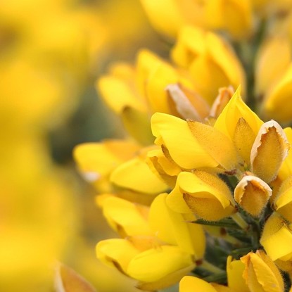 Ajoncs, Bretagne, Lanmodez