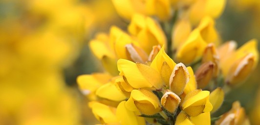 Ajoncs, Bretagne, Lanmodez