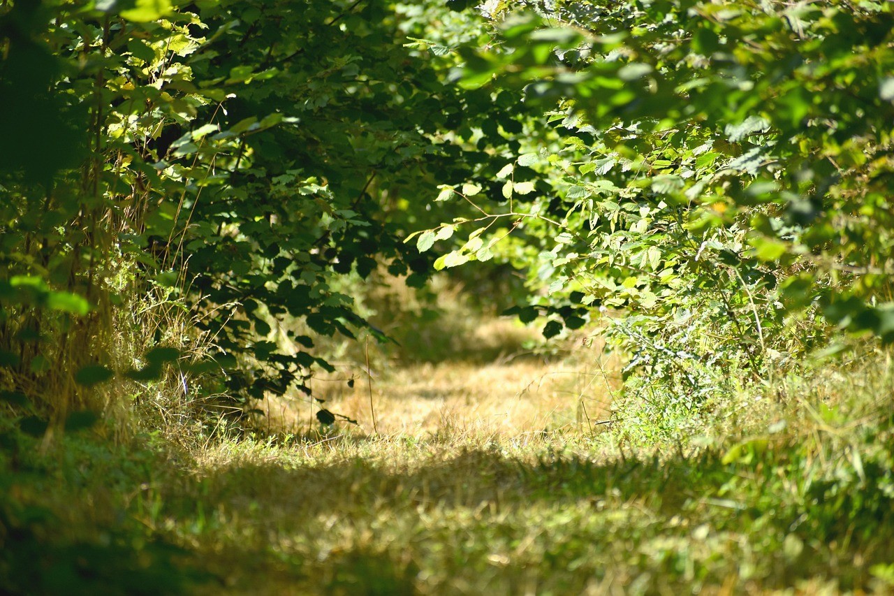 Vue de la foret à Nanteuil-la-Forêt Marne 51