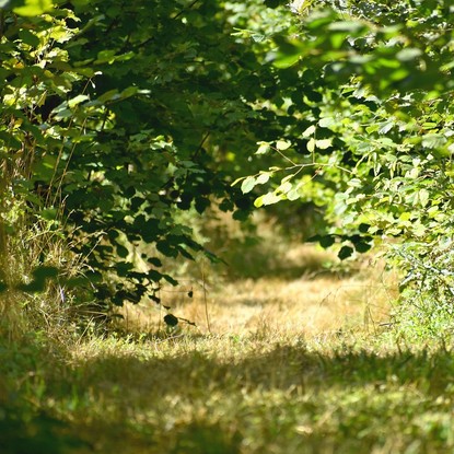 Vue de la foret à Nanteuil-la-Forêt Marne 51