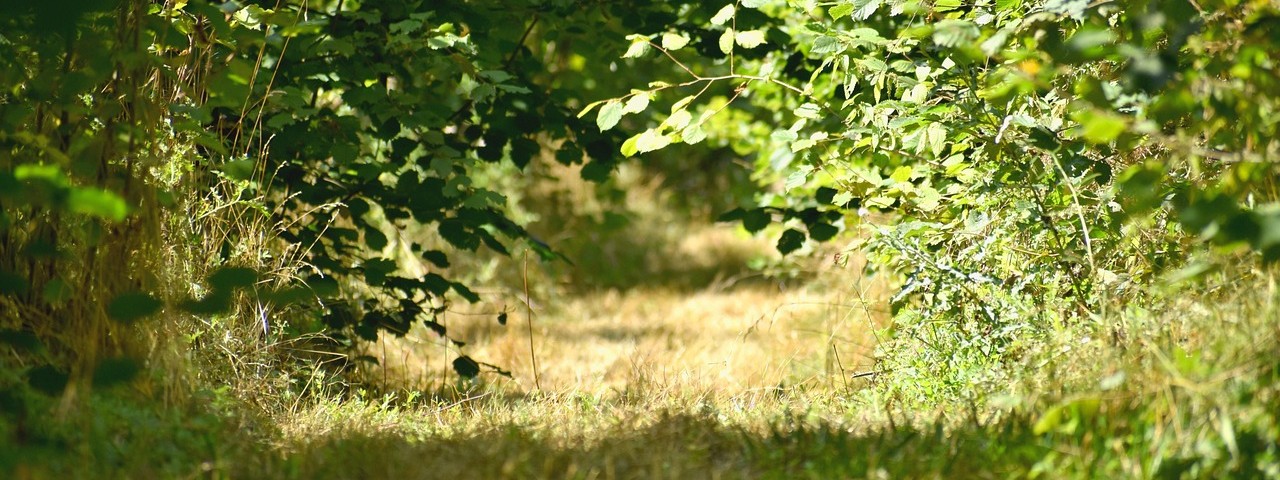 Vue de la foret à Nanteuil-la-Forêt Marne 51