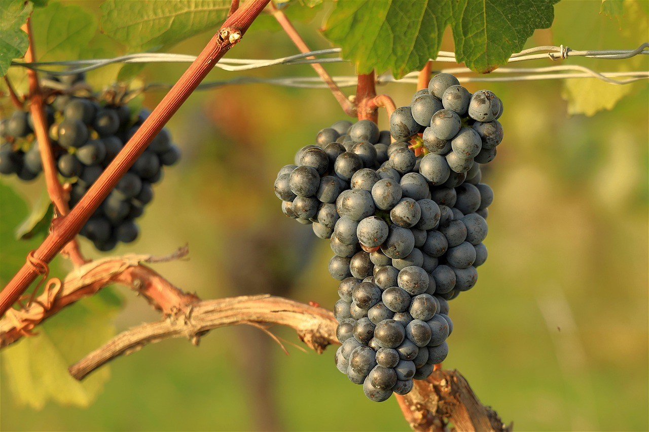Vue sur les vignes à Landreville 10 Aube