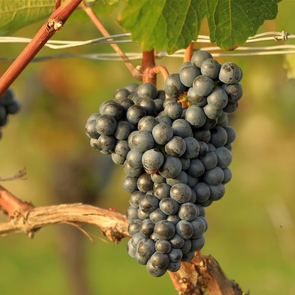 Vue sur les vignes à Landreville 10 Aube