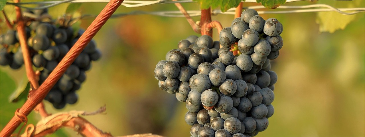 Vue sur les vignes à Landreville 10 Aube