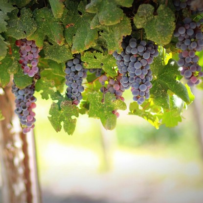 Vue sur les vignes à Coeur la Vallée marne 51