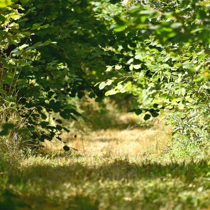 Sous bois et foret à Villers-en-Argonne 51 Marne
