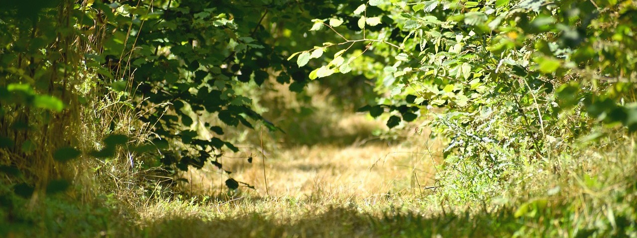Sous bois et foret à Villers-en-Argonne 51 Marne