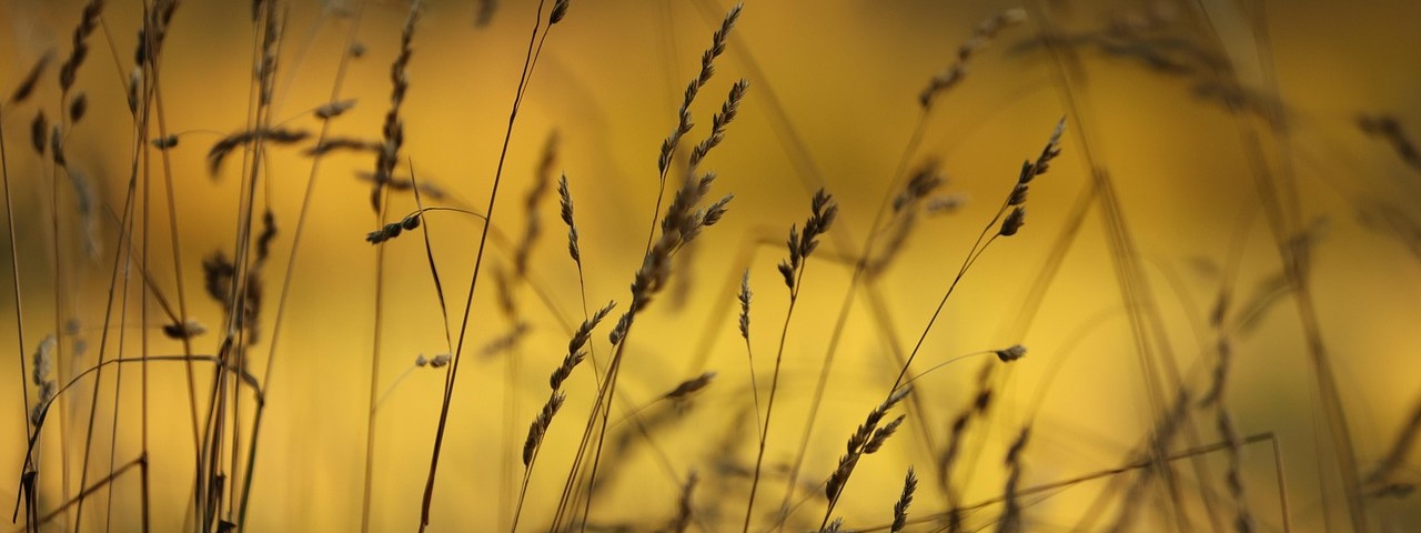 Vue sur la prairie à Saint-Gibrien Marne 51