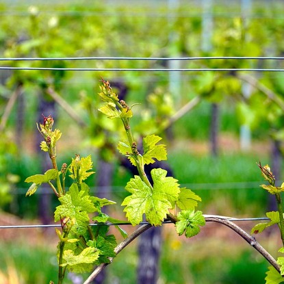 Vue des vignes à Bouzy 51 Marne