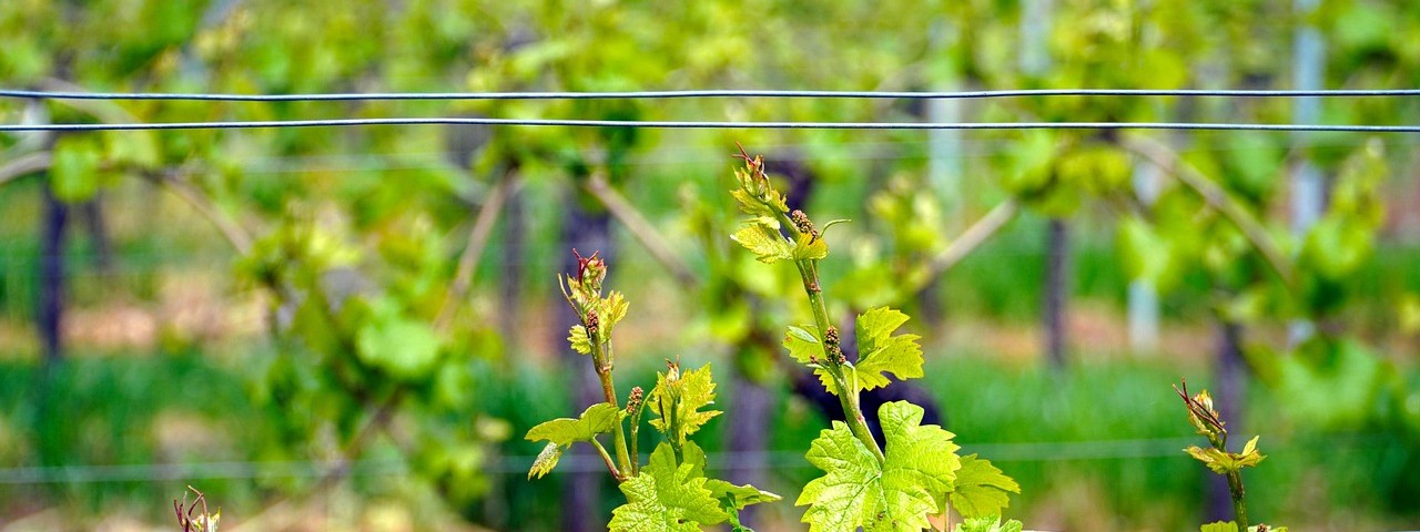Vue des vignes à Bouzy 51 Marne