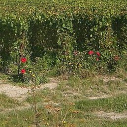 Cover image: Locations de vacances à Coupéville (51240)