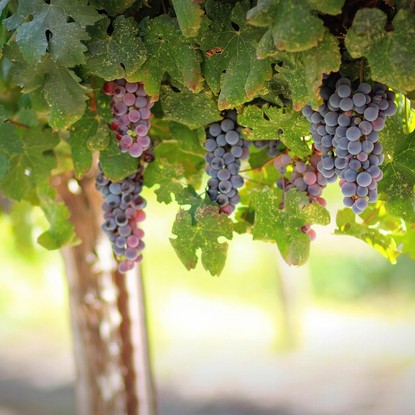 Vue sur les vignes à Coeur la Vallée marne 51