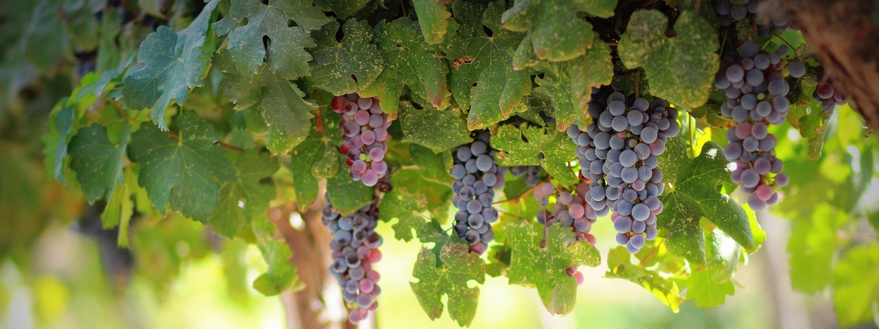 Vue sur les vignes à Coeur la Vallée marne 51