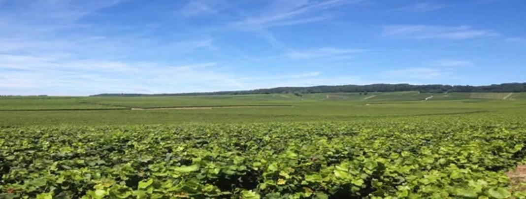 Vue sur les champs et vignes de la Marne 51