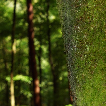 Sous bois et foret à  Broyes 51 Marne