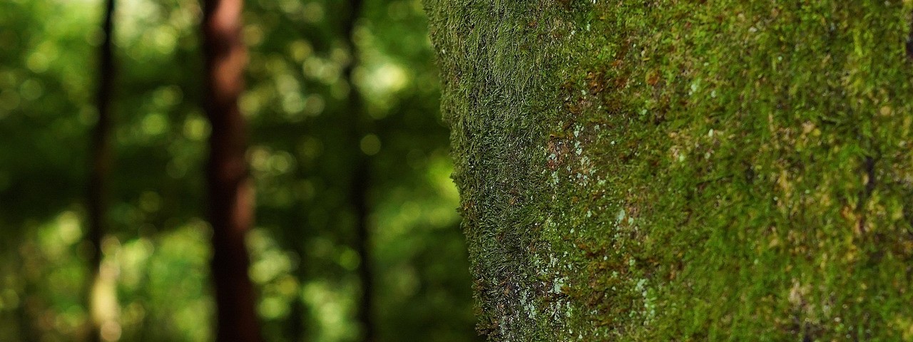 Sous bois et foret à  Broyes 51 Marne