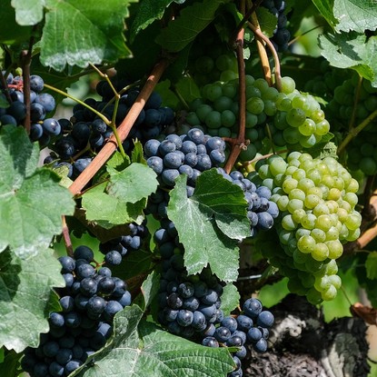 Vue sur une grappe de raisin à Colombé-la-Fosse 10 Aube